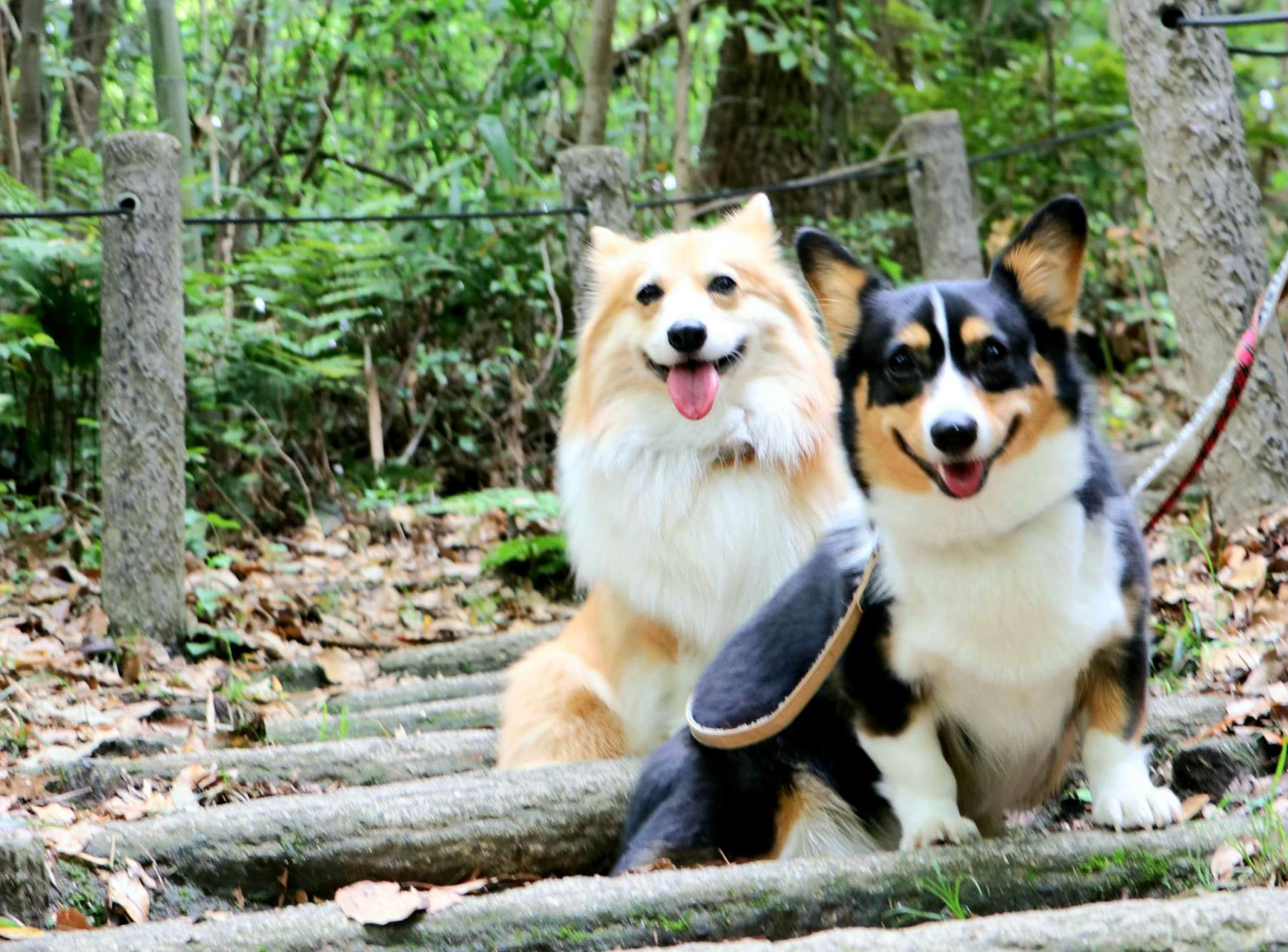 かおり先生のセミナーを通して愛犬に対しての考え方が変わりました！