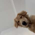 本当の愛情とはなんなのか