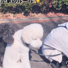 我が家のルール☺️(可児市にて♬)