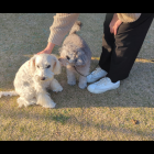 他人、他犬への恐怖心（トイプーと共に😊）