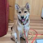 首元苦手な柴犬（江南市にて♬）